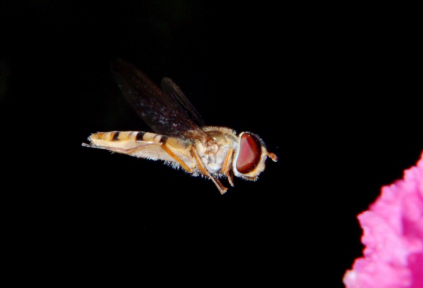 Le meraviglie  Sirfide in volo.